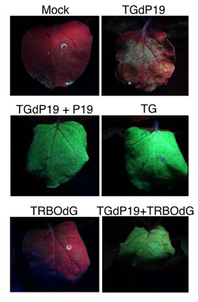 FIGURE 6