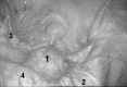 Figure 5: