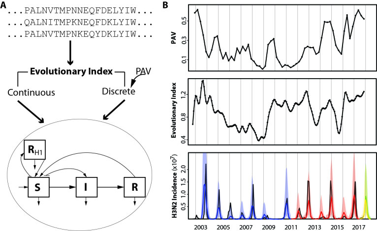 (A) Workflow of the EvoEpiFlu model. The evolutionary index is calculated as a weighted sum of sequence distances (based on epitope sites of HA) to compare strains each month to strains in the past, with distances weighted by a decay function back in time. Another approach relies on a discrete version of evolutionary change and is based on a previously-published genotype-phenotype map (5), producing the proportion of antigenic variants (PAV) over time. In order to make the forecast, two versions of the model were developed that incorporate the evolutionary index either in continuous or discrete form (in the continuous model and discrete model respectively). These quantities are included as covariates in a modified SIRS formulation for the transmission dynamics of the disease (tracking three main classes of individuals, S for susceptible, I for infected and infectious, and R for recovered and immune, as well as an additional class for immune to H1N1, which is informed by observed H1N1 incidence). In the models, evolutionary change determines the rate of return of immune individuals to the susceptible class, mimicking a loss of protection as the virus evolves. (B) Model evolutionary components and forecasts (based on available data up to November, 2017 at the time of publication). Top panel: PAV calculated for strains in each quarter compared to strains in the past 12 months. Middle panel: the evolutionary index calculated monthly. Bottom panel: the H3N2 incidence forecast based on data up to June, 2017 for the upcoming 2017-2018 season in the US based on the cluster version of EvoEpiFlu is shown in yellow. An updated forecast using data up to November 2017 is also shown in green. The observed data are indicated in black, with observed data for the 2017-2018 season up to December at the time of publication shown with the dotted line; forecasts are color-coded with their corresponding 95% uncertainty intervals, with blue for leave-one-out cross-validation, red for one-season-ahead forecasting (for out-of-fit data), and for the real-time forecast of the 2016-2017 season. For model details see (4), from which the forecasts up to 2016-2017 are taken.