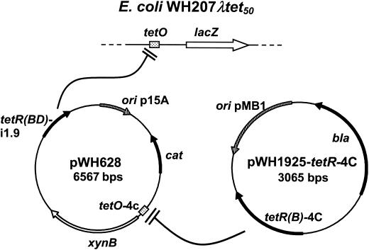 FIG. 2.