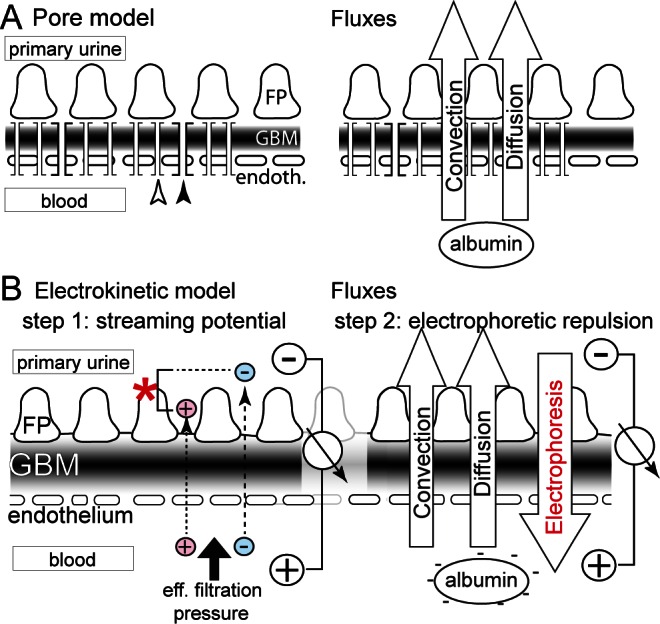 FIGURE 1 —