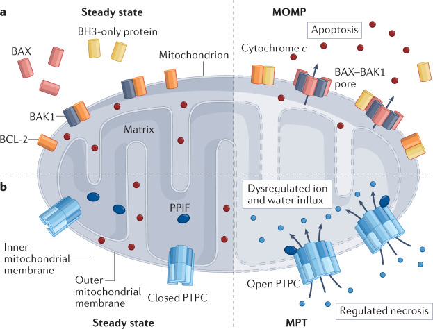 Box 1 Regulation of cell death by mitochondria