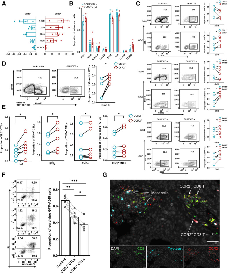 Figure 4. Characterization of LUAD-infiltrating CCR2+ CTLs. A, Bar plot showing the expression of costimulatory molecules. The x-axis value represents the FC of the expression in costimulation molecules on CCR2−CTLs or CCR2+ CTLs compared with bulk CTLs (n = 4). B, Box plot showing the expression of coinhibitory molecules (n = 4). C, Frequency of TRM+ (CD103, top; CD49a, middle; CD69, bottom) CCR2− CTLs or CCR2+ CTLs. Representative flow plots (left) and summary (right) of four independent experiments (paired t test). D, Frequency of granzyme K expressing CCR2− CTLs or CCR2+ CTLs (n = 4; paired t test). E, Frequency of cytotoxic molecule–secreted CCR2− CTLs or CCR2+ CTLs (n = 6; paired t test). F, Left, representative flow plots showing the apoptosis of cocultured GFP-A549 cell line. Right, proportion of surviving target cells (n = 4; Wilcoxon test). G, Representative example of LUAD section stained by mIF with anti-CCR2 (red), CD8 (green), and tryptase (blue) antibodies. *, P < 0.05; **, P < 0.01; ***, P < 0.001.