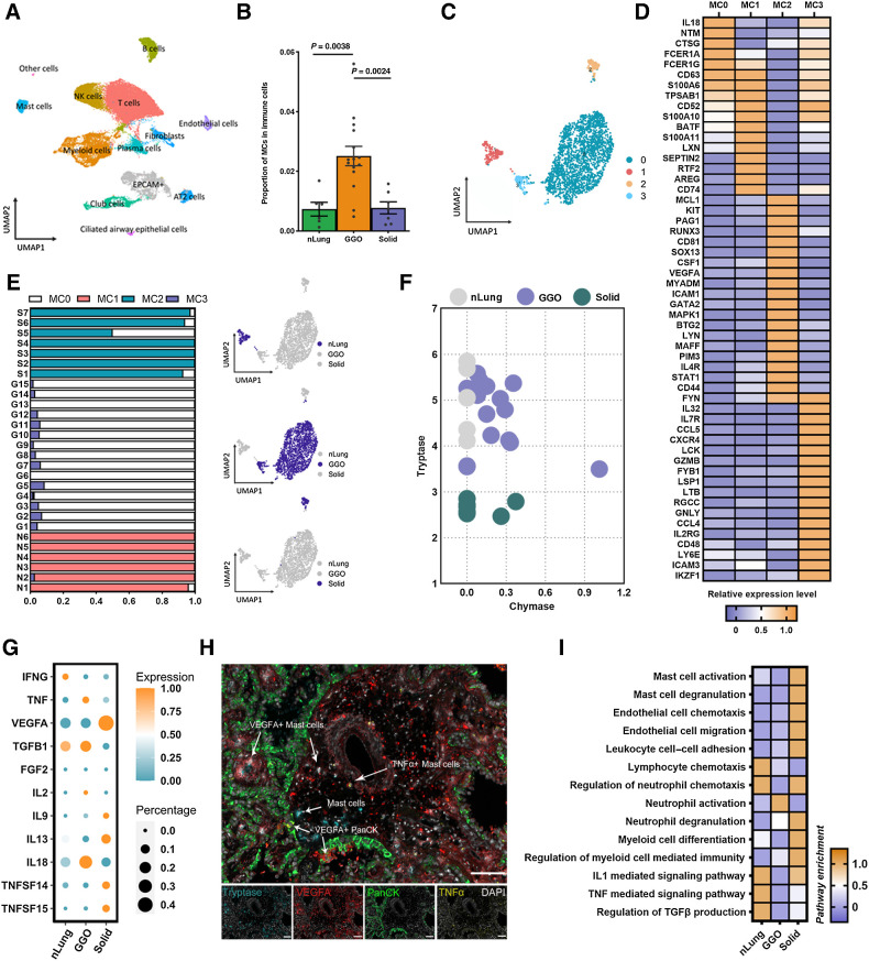 Figure 2. Transcriptional heterogeneity of LUAD-infiltrating MCs. A, UMAP depiction of clustered cell populations from nLung (n = 6), GGO (gLUAD; n = 15), and solid (n = 7) samples. Each dot corresponds to a single cell, and the dots are colored according to cell type. B, Quantification of identified MC population as a proportion of the immune cell population. C, UMAP projection of four identified MC clusters derived from nLung, gLUAD, and sLUAD. D, Log-fold change (logFC) in the expression of genes that are significantly enriched in each identified MC cluster. E, Identification of tissue source (nLung, gLUAD, and sLUAD) and proportion of each MC cluster. F, MC-specific canonical protease expression in MCs derived from nLung, gLUAD, and sLUAD samples. G, Mean and percent expression of the cytokines in MCs from nLung, gLUAD, and sLUAD samples. H, Representative example of a LUAD section stained by mIF with anti-TPSAB1 (blue), anti-PanCK (green), anti-TNF (yellow), and anti-VEGFA (red) antibodies. Arrows, specific cell types. I, Enrichment (z scores) of differentially expressed genes in MCs from nLung, gLUAD, and sLUAD samples by GO or KEGG analysis.