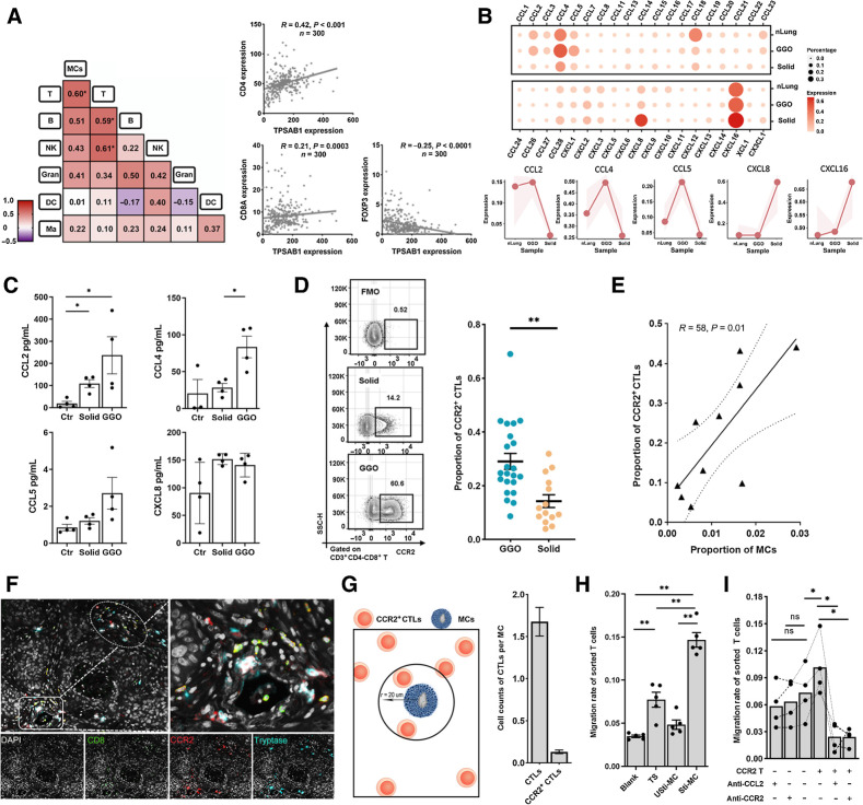 Figure 3. MCs correlate with the infiltration of CCR2+ CTLs. A, Left, heat map showing the Pearson correlation of the immune cell population by FCM. Number representing the Pearson correlation index. Right, the transcriptional correlation of the transcriptional levels of MC marker (TPSAB1) and T-cell markers (CD4, CD8A, and FOXP3). B, The expression of chemokines in MCs from nLung, gLUAD, and sLUAD samples. The shaded areas represent the upper quantile and lower quantile. C, The secretion of CCL2, CCL4, CCL5, and CXCL8 by MCs detected by Luminex. Ctr, unstimulated MCs; solid, stimulated MCs from solid LUAD; GGO, stimulated MCs from GGO. D, Representative flow plots showing CCR2+ CTLs gating (left) and proportion of CCR2+ CTLs among tumor-infiltrating CTLs (right). FMO, fluorescence minus one. n = 36 (Mann–Whitney). E, Scatterplot showing the Pearson correlation of the proportion of CCR2+ CTLs (divided by the total CTL number) and MCs (divided by the total CD45+ cells) by FCM analysis (n = 10). F, Three-plex staining panel showing the spatial distribution of CCR2+ CTLs and MCs. G, Spatial analysis of the relationship between MCs and CTLs. Left, depiction of methodology for spatial analyses performed. The number of CTLs close to per MCs. H, The migration rate of CTLs (the ratio of migrated CTLs to total CTLs) in the transwell assay (n = 6, paired t test). Blank group, medium only; TS group, tumor supernatants; Usti-MC group, nonstimulated MCs; and Sti-MC group, stimulated MCs. I, The migration rate of CTLs (the ratio of migrated CTLs to total CTLs) in the migration blocking assay (n = 4, paired t test). CCR2 T−, CCR2- CTLs; CCR2 T+, CCR2+ CTLs. *, P < 0.05; **, P < 0.01; ns, nonsignificant.