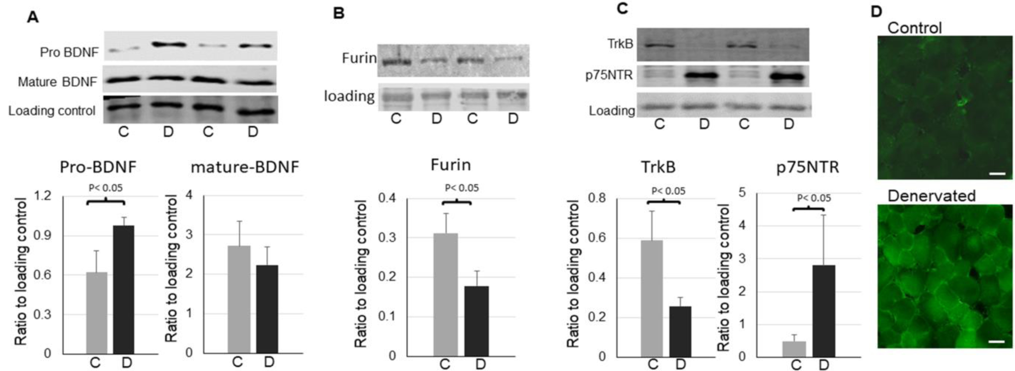 Figure 1,