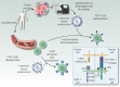 Figure 2. Distinctions in the production of genetically engineered peripheral blood lymphocytes. Lentiviral or retroviral transduction of peripheral blood lymphocytes allow antitumor TCRs and CARs to be expressed in otherwise nonspecific T cells. T cells are harvested via leukapheresis and are activated prior to transduction. While transduction and expansion are similar, TCRs and CARs differ greatly in their structure, function, and selection. TCR selection requires tumor antigen screening and HLA matching to ensure proper recognition of an HLA-peptide complex presented to a TCR. Screening affinity-enhanced TCRs for off-target reactivity is also of great necessity, particularly when targeting TAAs, given past examples of severe toxicity postinfusion. CAR genes are artificially designed and constructed out of an mAb-derived scFv, which binds directly to a tumor associated surface antigen as well as intracellular signaling domains such as CD3ζ, CD28, and 4–1BB. (Adapted from an image created with BioRender.com.)