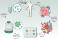 Figure 1. Overview of the culturing and selection of autologous TIL for use in ACT. A resected tumor sample is enzymatically digested and plated into a single cell suspension. Cell culture conditions are suitable only for lymphocyte growth, yielding a pure T-cell culture as tumor cells die out. TIL are selected on the basis of tumor reactivity and neoantigen specificity as demonstrated by co-culture and ELISA assays. Selected TIL are then rapidly expanded in culture supplemented with IL2, OKT3, and PBMC “feeder” cells, after which the cells are harvested and prepared for infusion back into the patient. (Adapted from an image created with BioRender.com.)