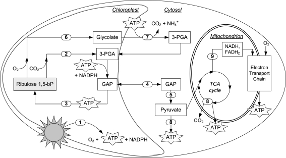 Fig. 1