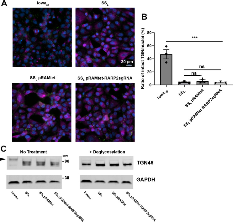 The figure shows microscopy images of cells under various treatments, a bar graph comparing the ratio of intact TGN46 per nucleus across different conditions, and protein expression analysis of TGN46 and GAPDH with and without deglycosylation treatment.