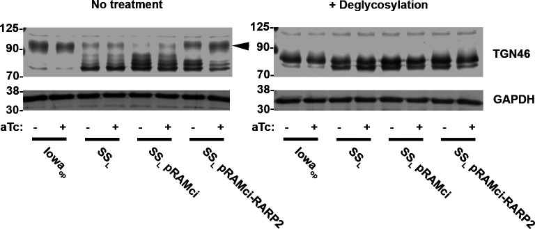 The figure shows protein expression analysis by western blot, comparing results before and after deglycosylation. TGN46 and GAPDH bands reveal the presence or absence of aTc across all treatments, including Iowa, SS, SS PRAMci, and SS PRAMci-RARPP2.