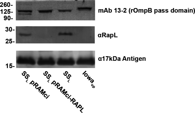 The figure presents a western blot analysis of protein expression, showing bands for mAb 13-2, αRapL, and α17kDa Antigen under various treatment conditions, including SS PRAMci, SS PRAMci-RAPL, SS, and Iowa, along with molecular weight markers.