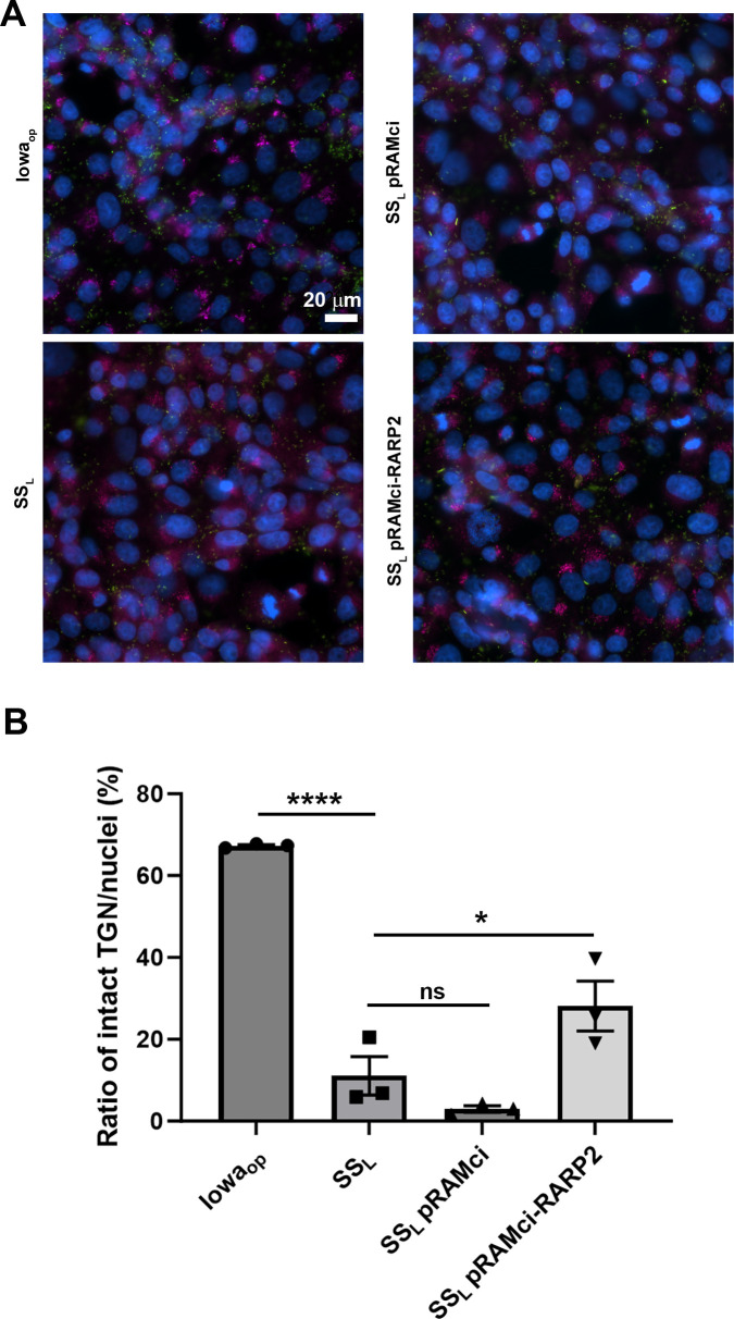 The figure presents microscopy images of cells under various treatments, highlighting labeled nuclei and structures. The bar graph illustrates the ratio of intact TGN to nuclei, revealing significant differences among the treatment conditions.