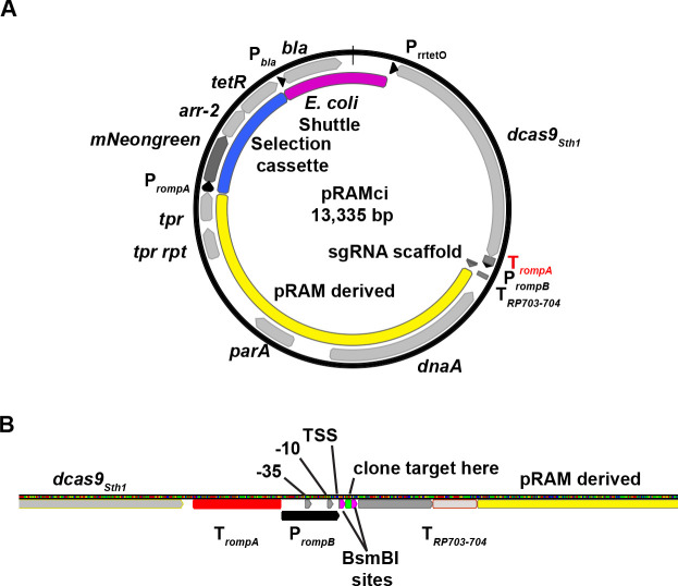 A circular plasmid map displays genes and regions like the shuttle selection cassette, sgRNA scaffold, and components such as tetR, bla, and dcas9. A linear genetic map shows the transcription start site, promoter elements, and cloning target location.