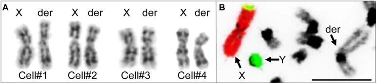 FIGURE 4