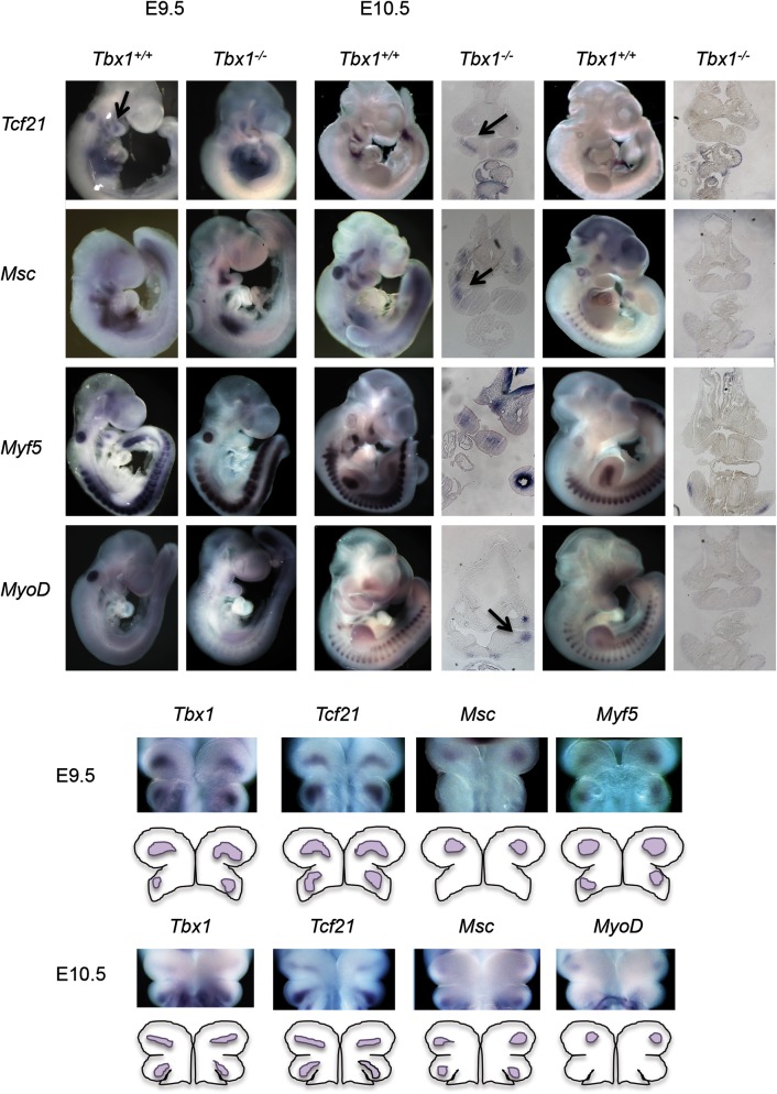 Figure 1.