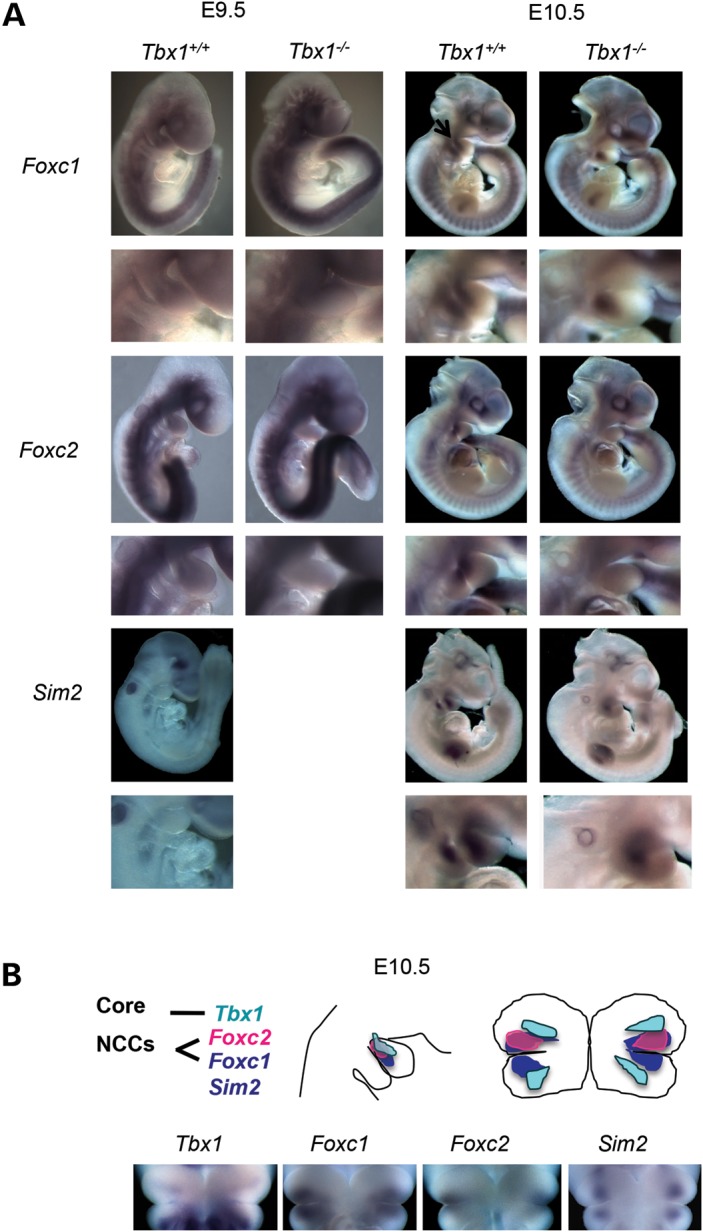 Figure 4.