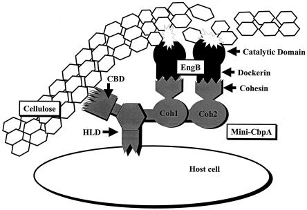 FIG. 2.