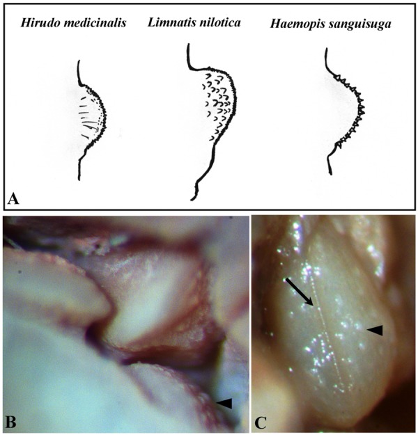 Fig. 3.