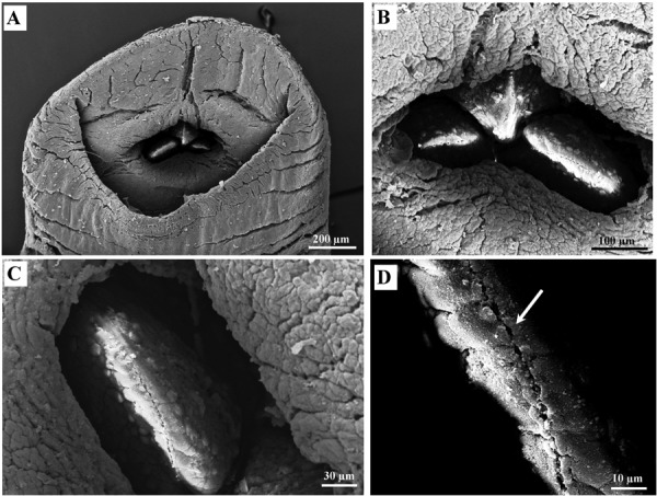 Fig. 4.