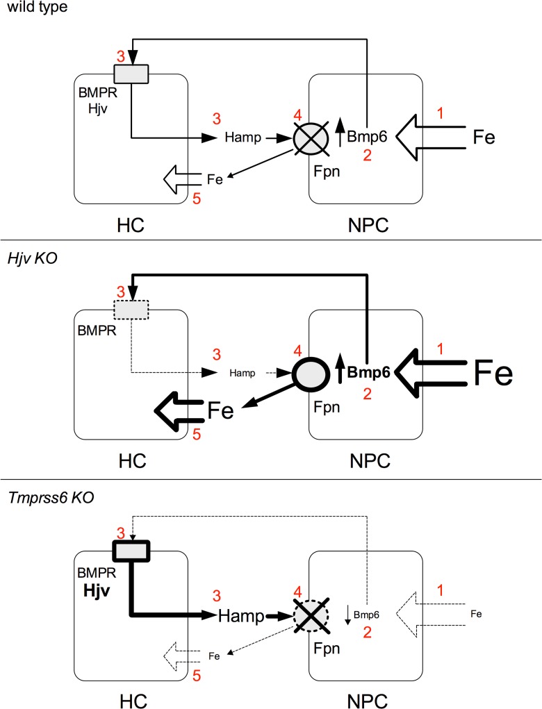 Fig 7