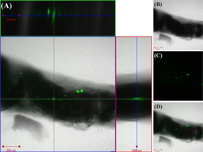 Figure 5