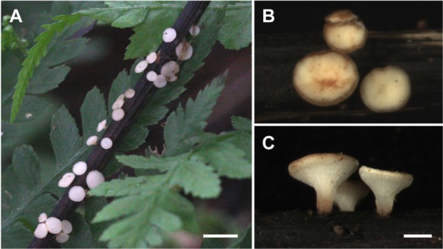 Fig. 2