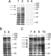 F<sc>ig</sc>. 4.