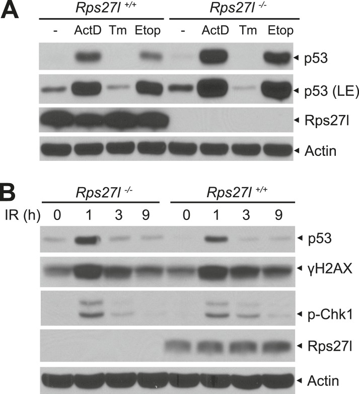 Figure 3—figure supplement 1.