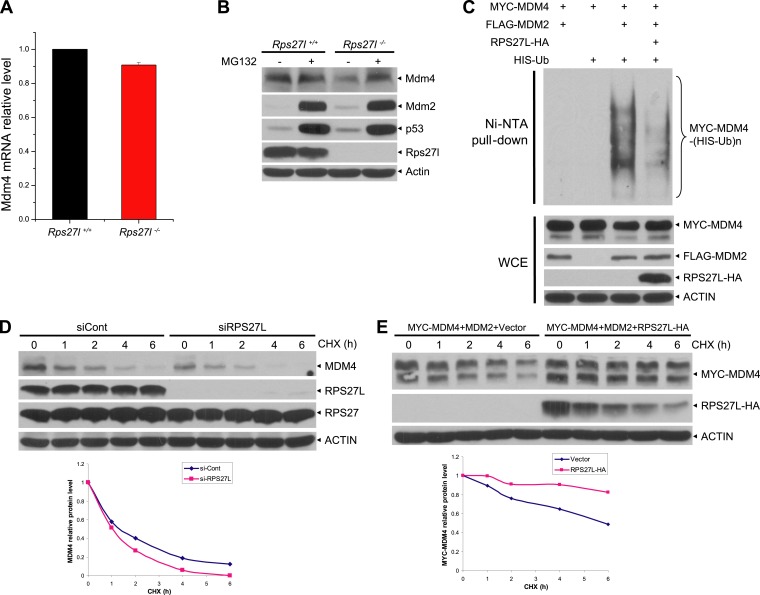 Figure 6—figure supplement 1.