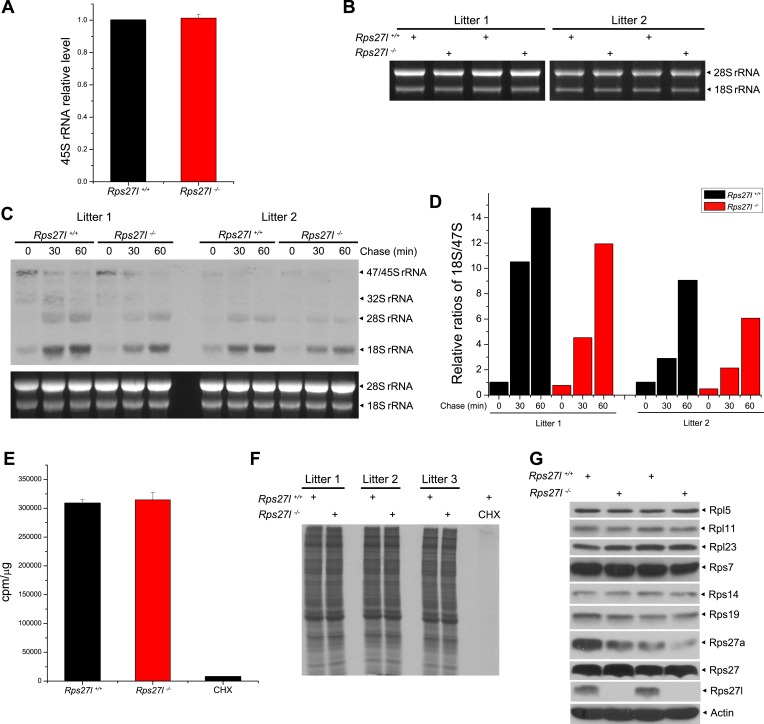 Figure 5—figure supplement 1.