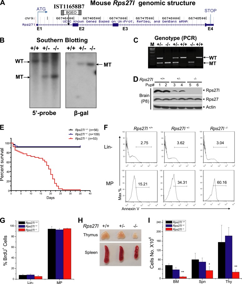 Figure 1—figure supplement 1.