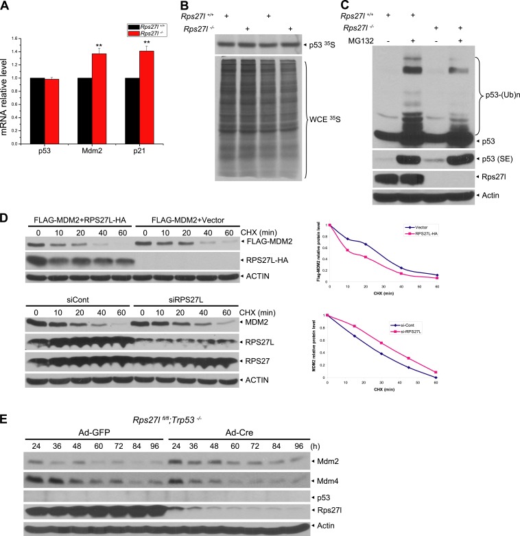 Figure 4—figure supplement 1.