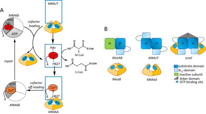 Fig. 1