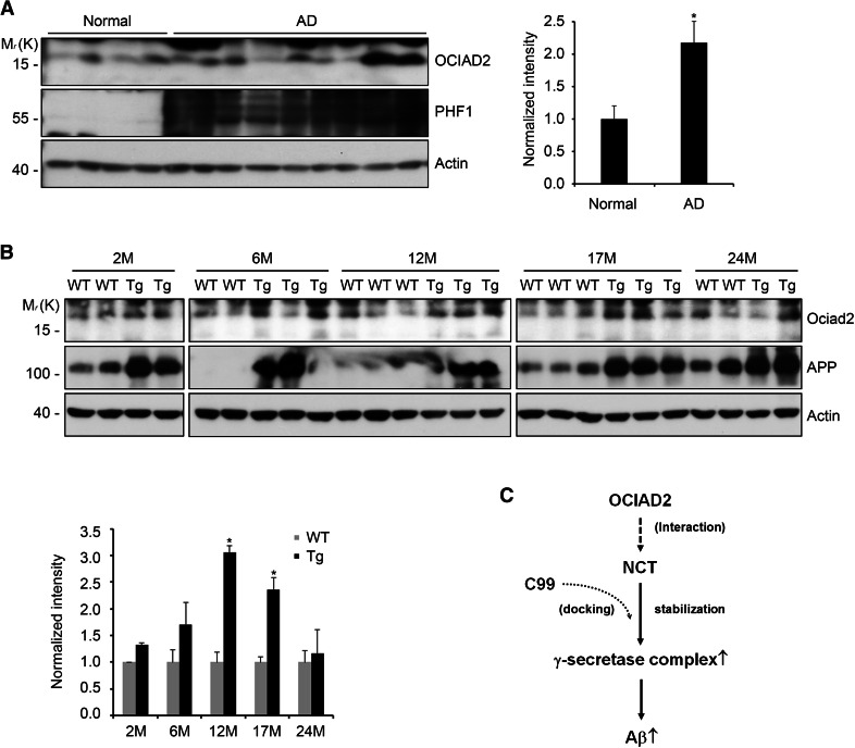 Fig. 6