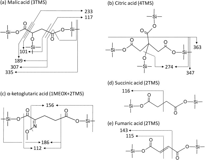 Fig. 2. Estimated EI-fragmentation of TMS-derivatized organic acids.