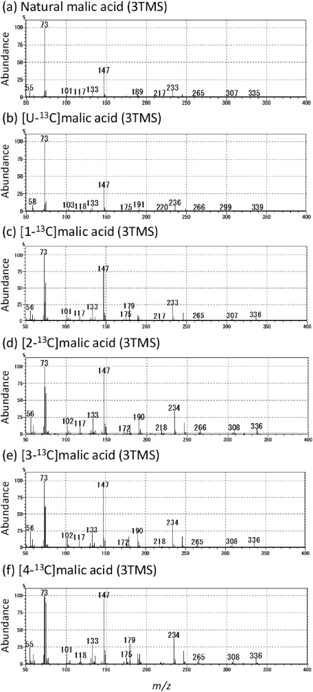 Fig. 1. EI-induced fragmentation of TMS-derivatized malic acid.