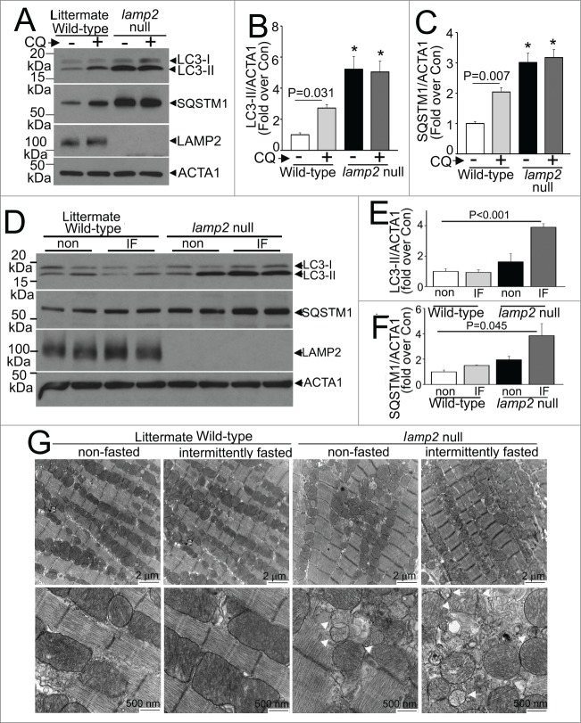 Figure 4 (See previous page).