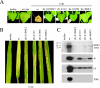 FIG. 7.