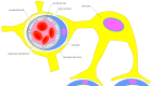 Fig. (1)