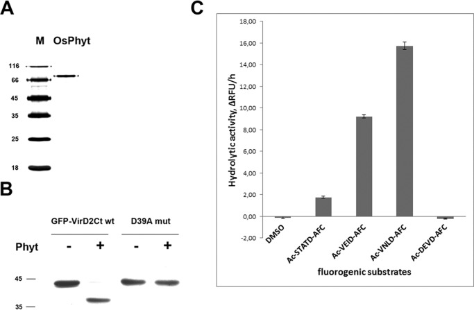 FIGURE 1.