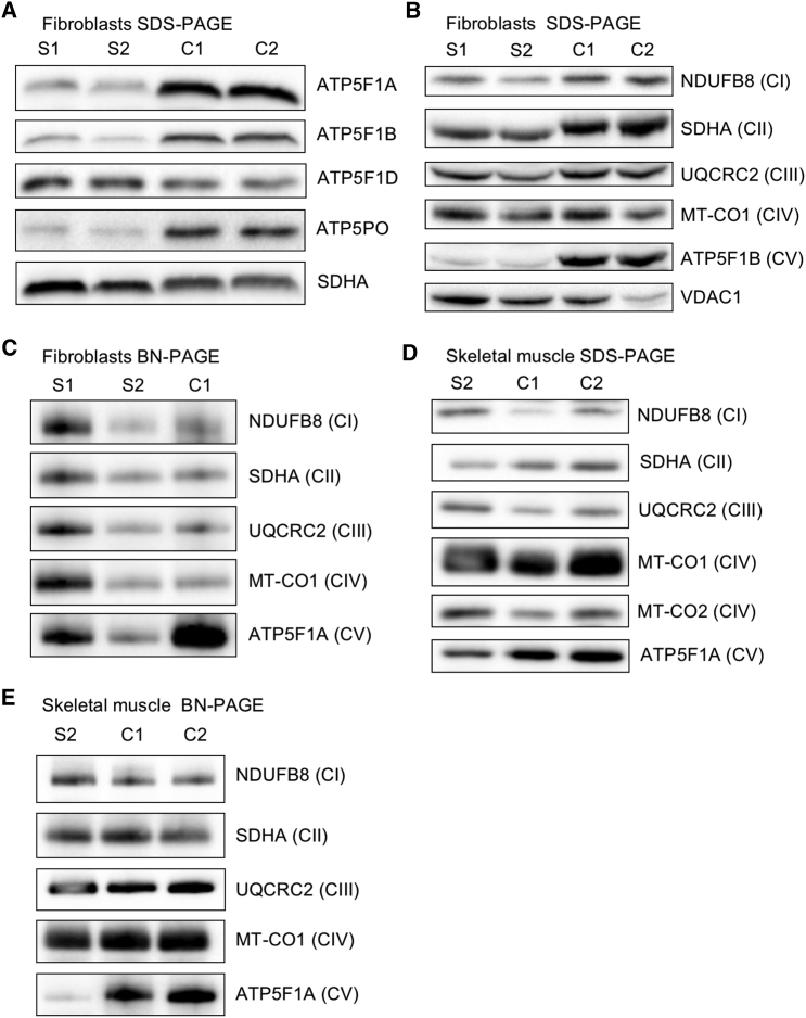 Figure 2