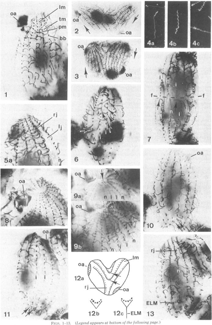 graphic file with name pnas00025-0322-a.jpg