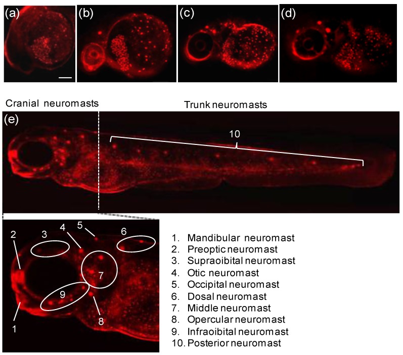 Figure 19