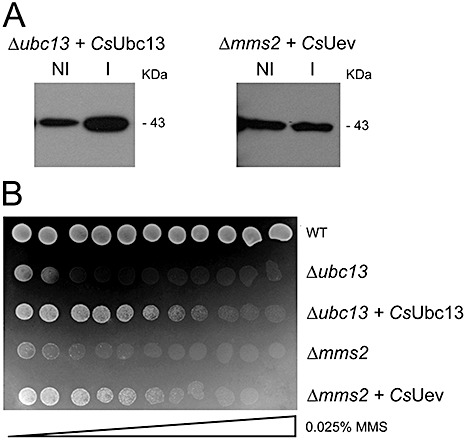 Figure 6