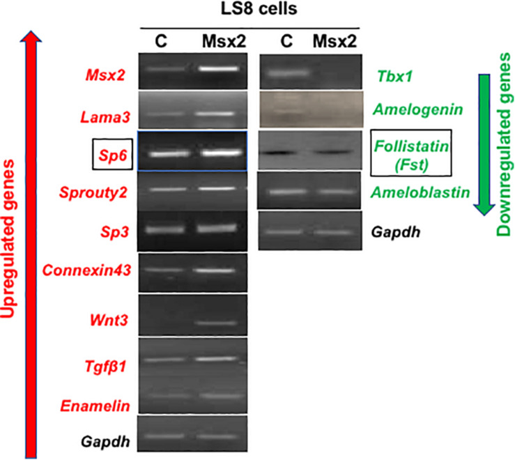 FIGURE 1