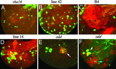 Fig. 4.