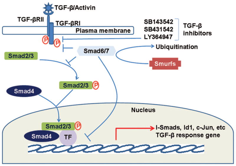 FIGURE 1