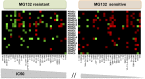 Figure 5—figure supplement 1.
