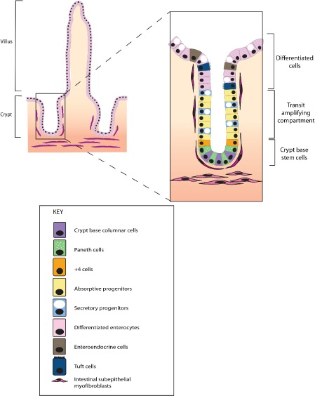 PATH-4563-FIG-0001-c